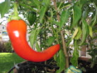 Red Banana - Green Habanero  