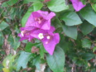 Purple Flower