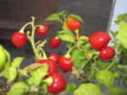 More Peppers