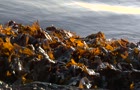 clipcanvas_14348_H264_640x360