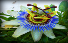 flower-picture-passion-clock-flower-Hamed-Saber-photo