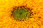 flower-picture-mandala-yellow-Gaetan-Lee-photo