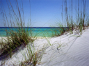 sea-grass-on-dunes