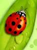 Lady Bug