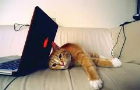 lazy cat